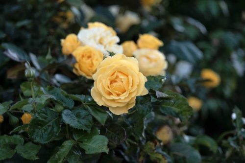 yellow rose yellow rose